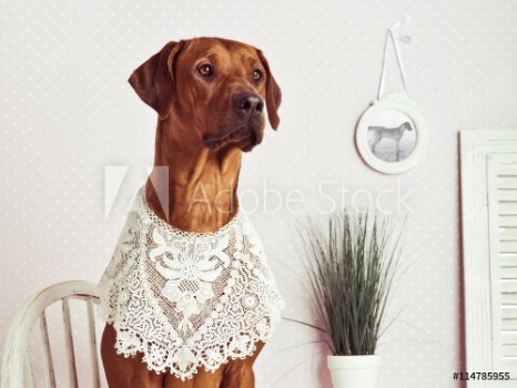 Picture of Rhodesian Ridgeback lady-dog in front of a vanity